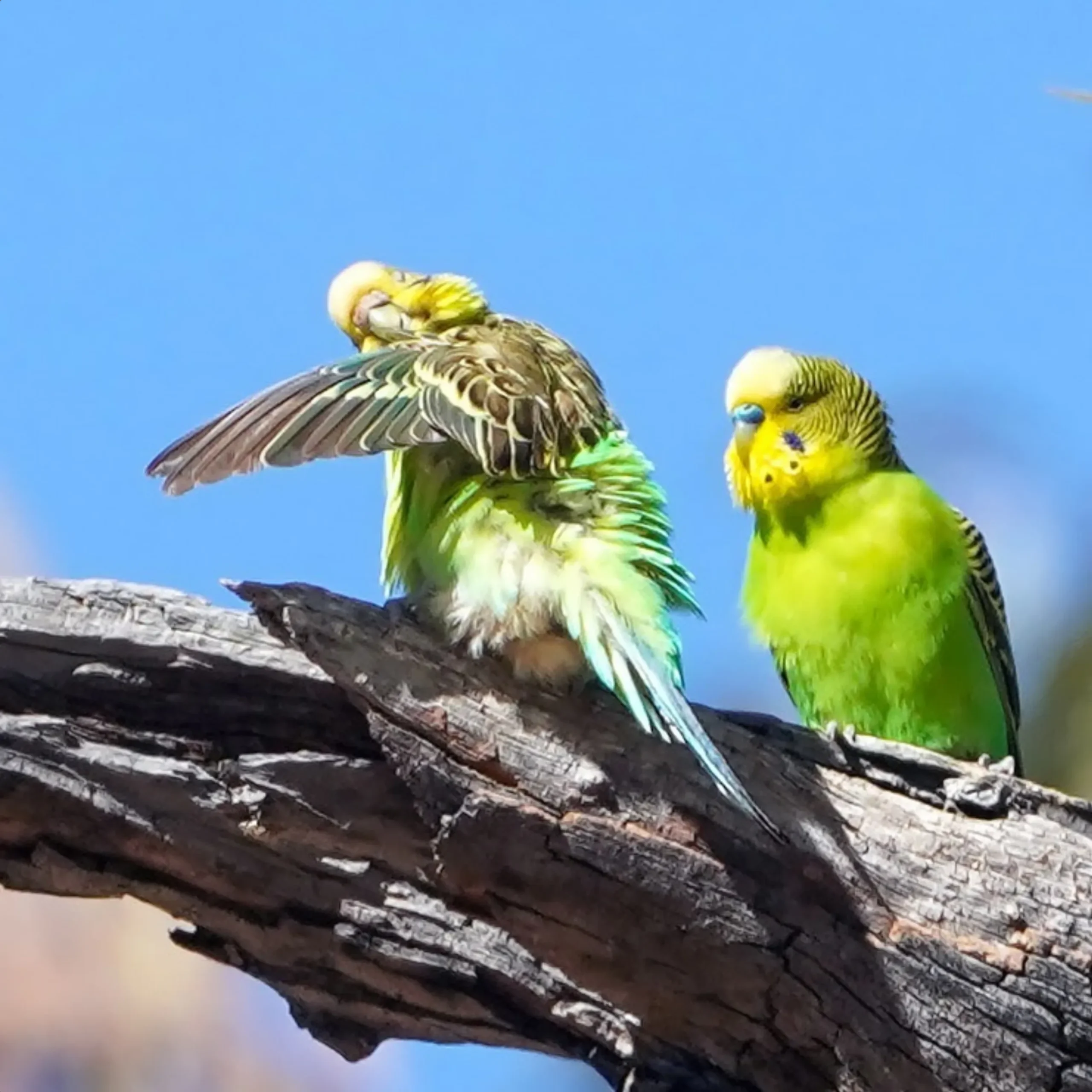 flora and fauna, Larapinta