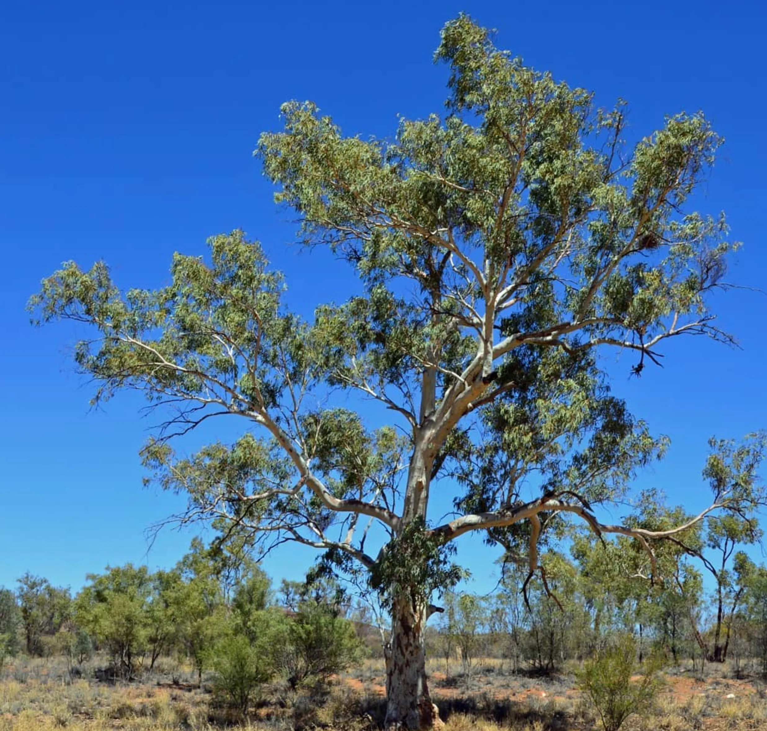 natural wonder, Larapinta