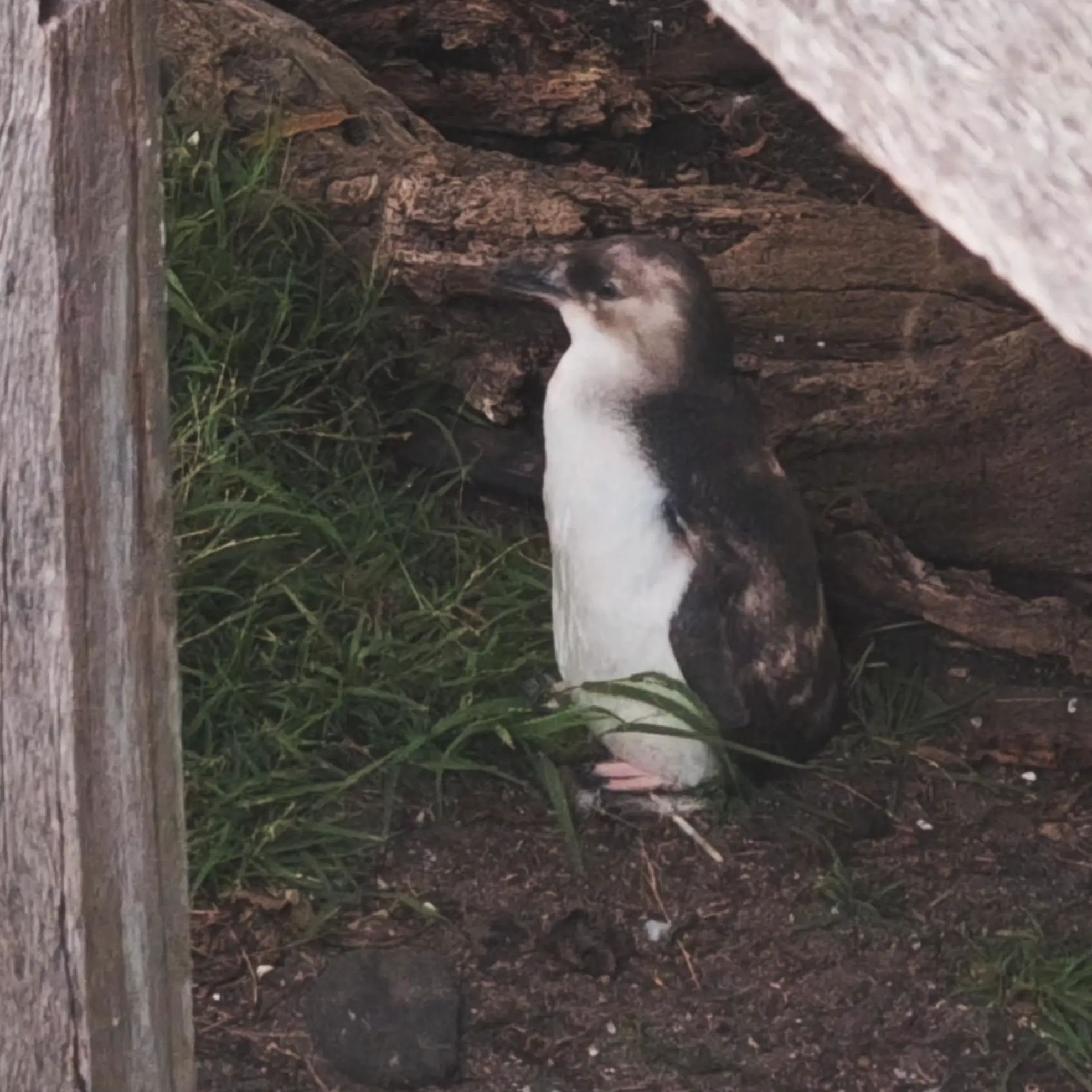 Phillip Island Penguin Tour