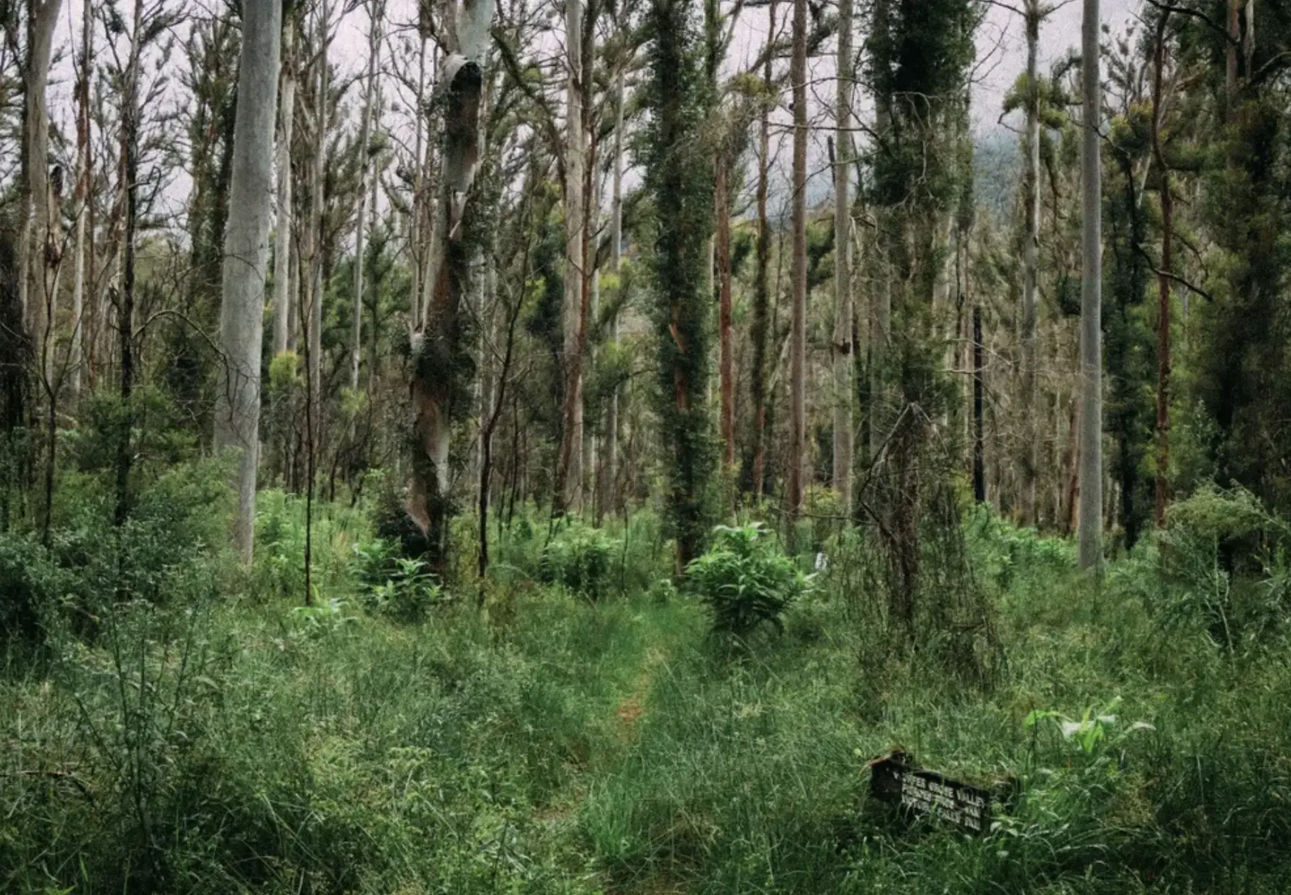 Australian Forest Wildlife