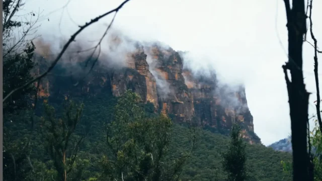 Blue Gum Forest Hiker’s Paradise