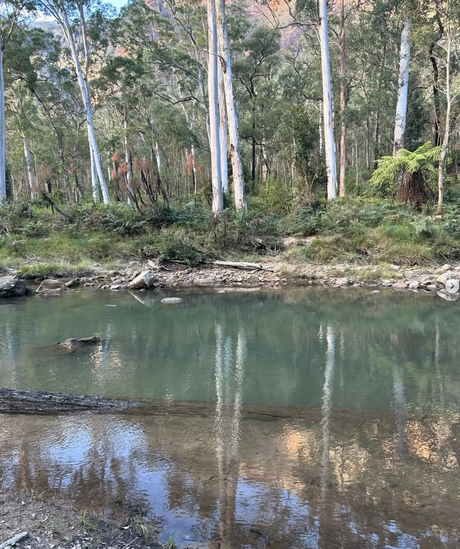 Blue Gum Forest tours