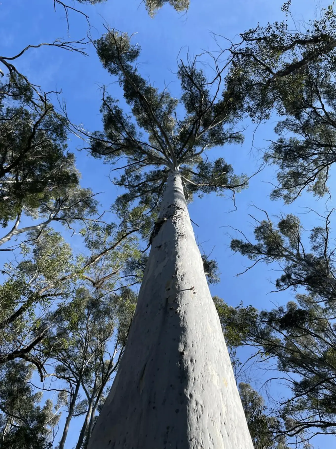 Blue Gum Forest