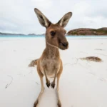Kangaroos in Kakadu