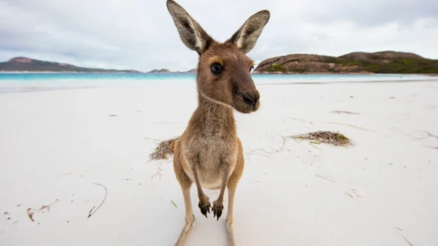 Kangaroos in Kakadu