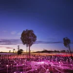 How Much Does It Cost To Go To The Field Of Lights