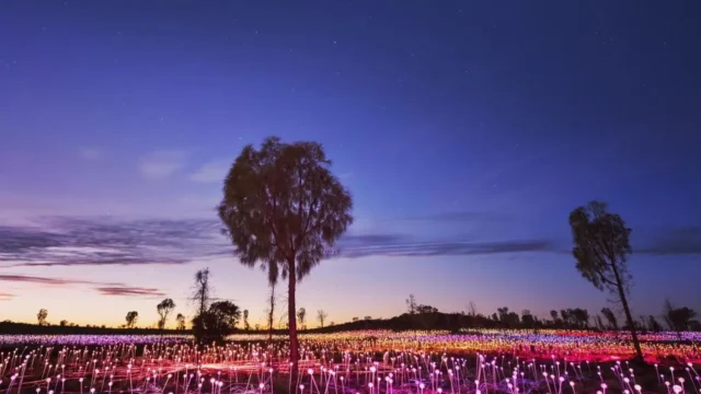 How Much Does It Cost To Go To The Field Of Lights